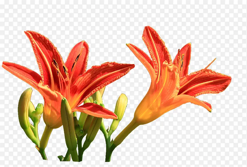 ��ɫ���-������