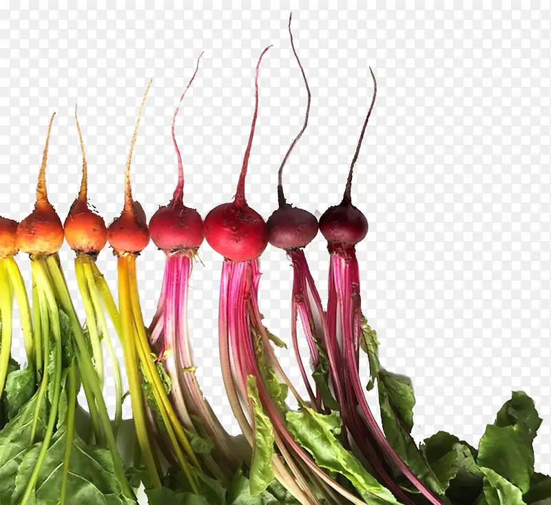 ʳ��ɫ��-������