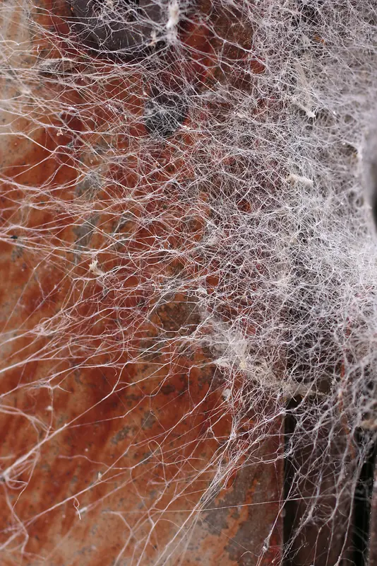 ֩��������-������