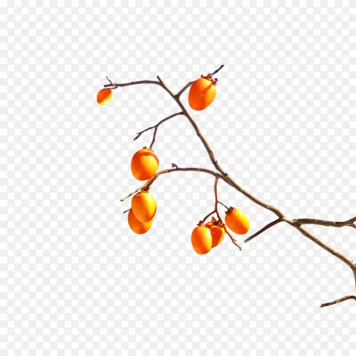 ������֦-������