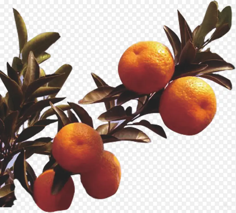 �Ϸ��۽�-������