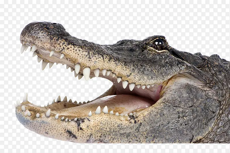 ���������ﶯ��-������