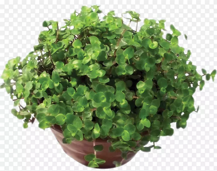 ����������ֲ��-������