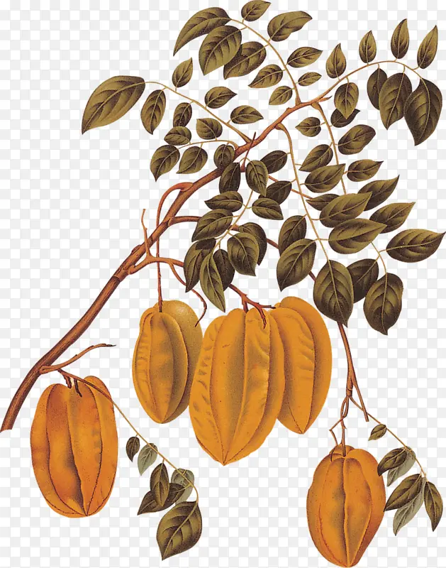 �ֻ���֦��ʵ-������