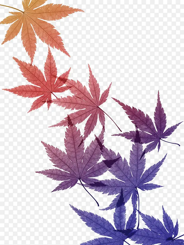 ��ɫ��Ҷ-������