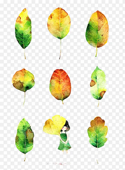 ˮ��Ҷ��-������