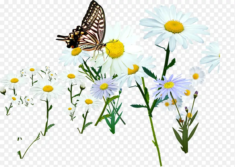 ��ɫ�������ۻ���-������