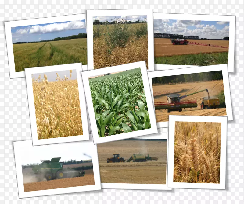 �����˹���-С�����-������