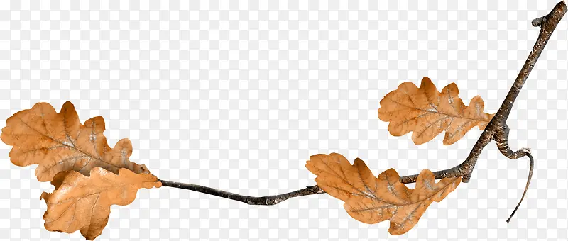 ��֦��Ҷ-������