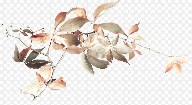 Ư������֦Ҷ-������