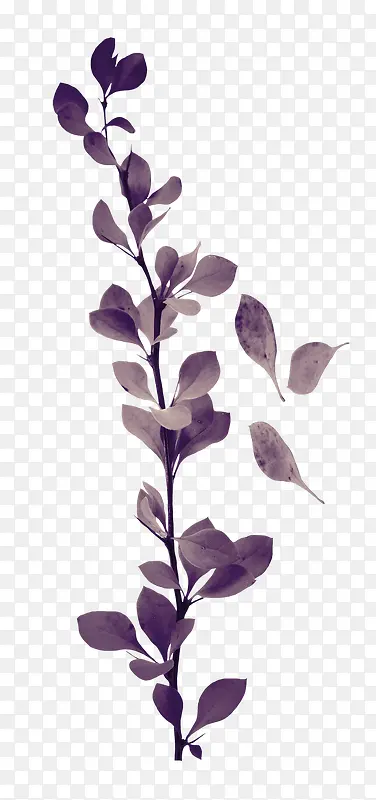 ����֦Ҷ-������