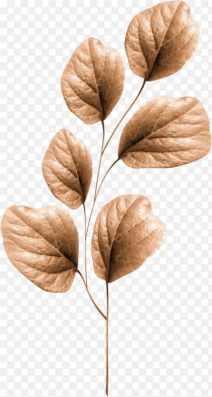 ��ɫƯ��֦Ҷ-������