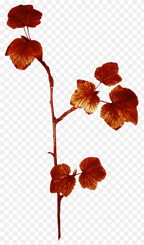 ��ɫ֦Ҷ-������