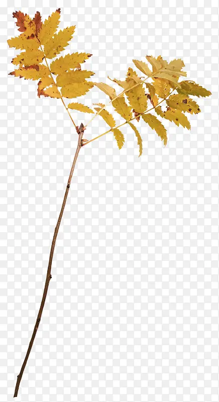 ��ɫƯ��֦Ҷ-������