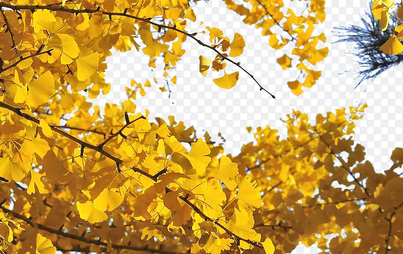 ������-������