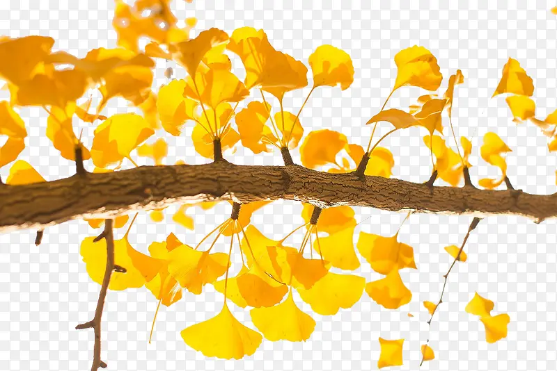 ����Ҷ-������