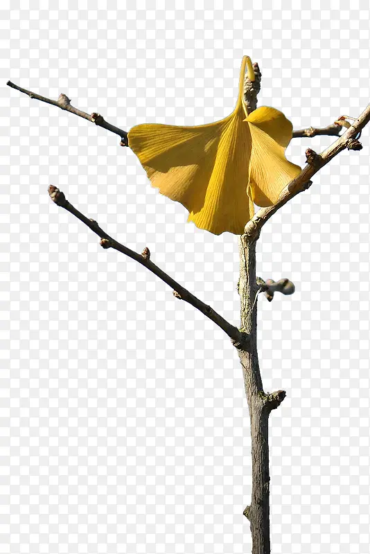 ����Ҷ-������