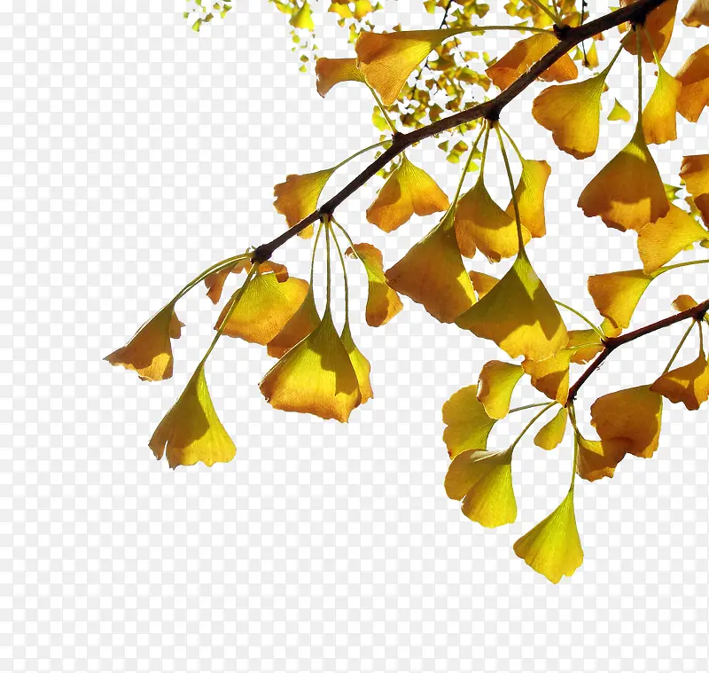 ����Ҷ-������