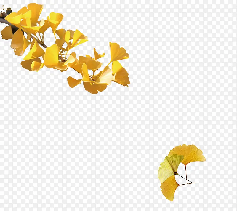 ��ɫ����Ҷ-������