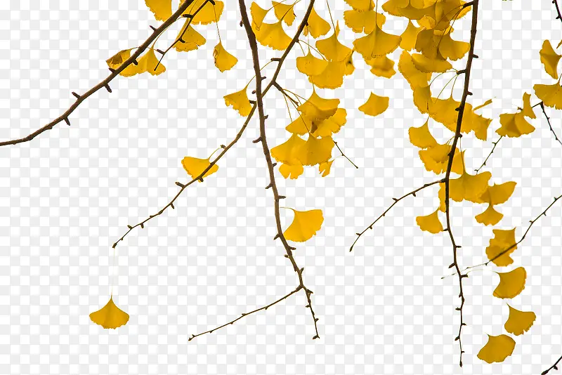 ������Ҷ-������