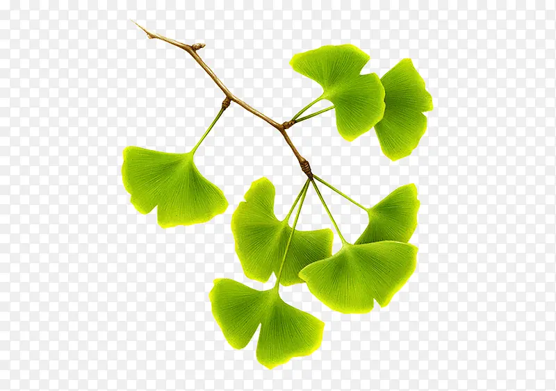 ��ɫ��֦������Ҷ-������