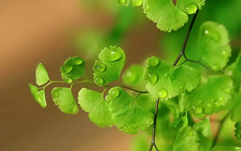 ��ɫˮ��������֦-������