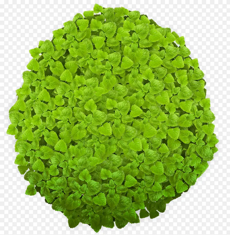 ��ɫԭ������ֲ��-������