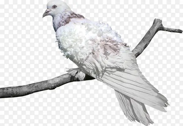 ��֦�ϵ���-������