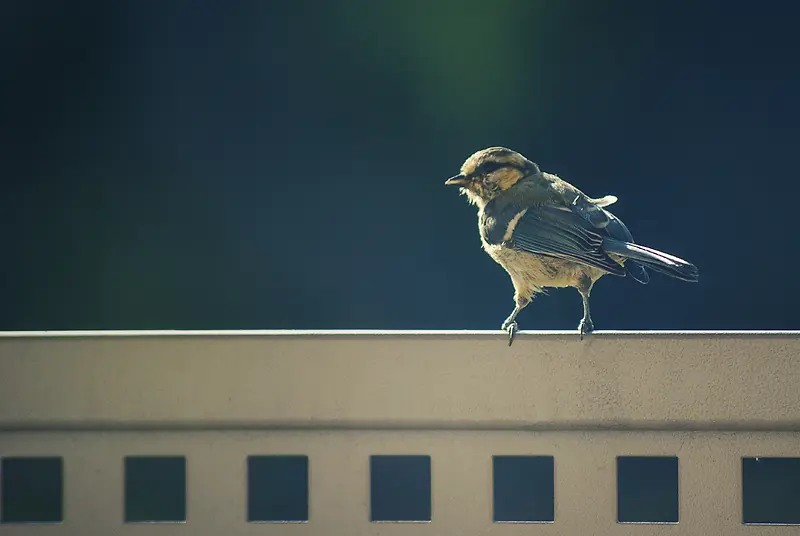 ������ӰЧ����Ϣ��С��-������