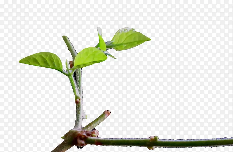 һ֦��ѿ-������