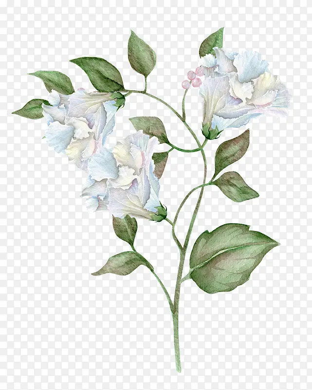 �ʻ���Ҷ��-������