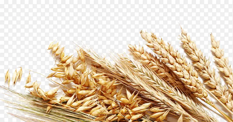 �л�ʳ��-������