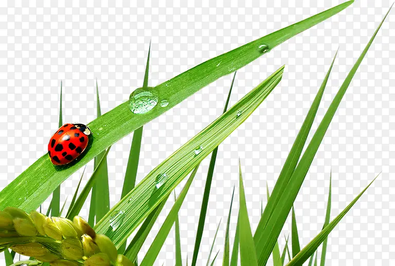 ������Ӱˮ������-������