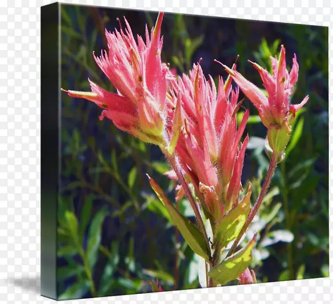 ����ֲ��Ұ����ľֲ�ﻨ-������