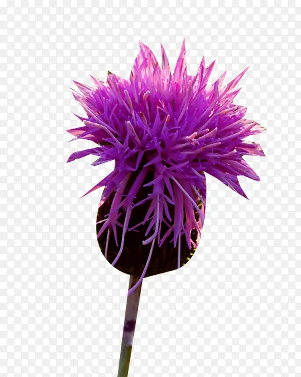 �̼��ݻ���ͼƬ�ز�-������