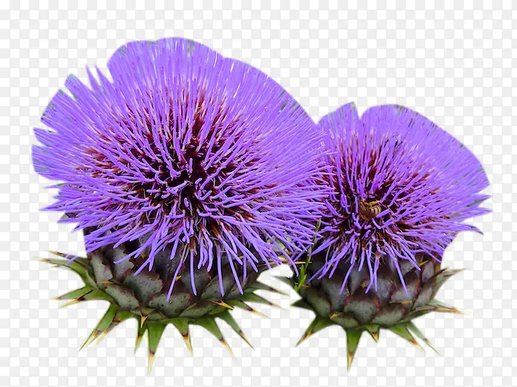 �̼�����ɫ����ͼƬ�ز�-������