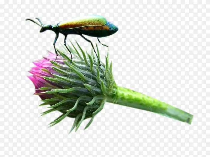 �̼��ݻ��������ͼƬ�ز�-������