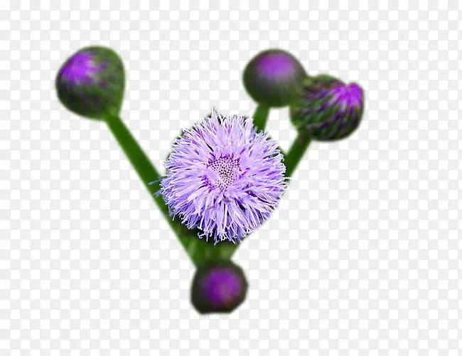 �̼��ݻ�ͼƬ�ز�-������