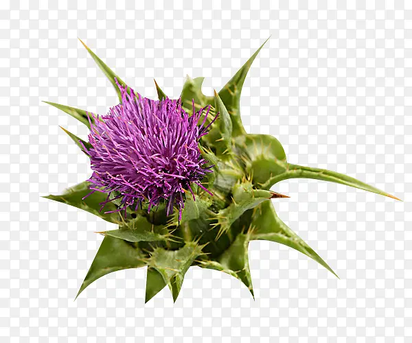 һ���̼���ֲ��ͼƬ�ز�-������