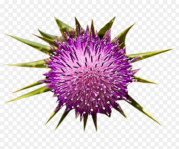 �̼���ʢ��ͼƬ�ز�-������