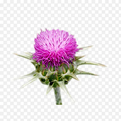 �̼��ݿ���ͼƬ�ز�-������