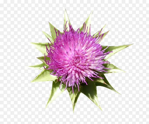 ʢ�����̼���ͼƬ�ز�-������