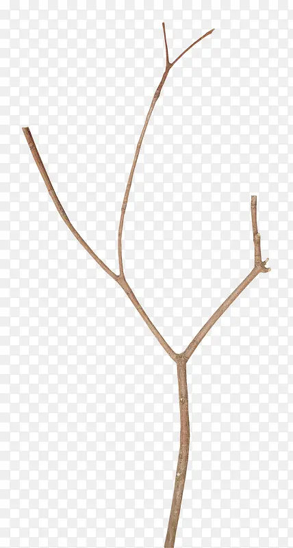 ��ɫƯ����֦-������