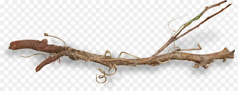 ��ɫƯ����֦-������