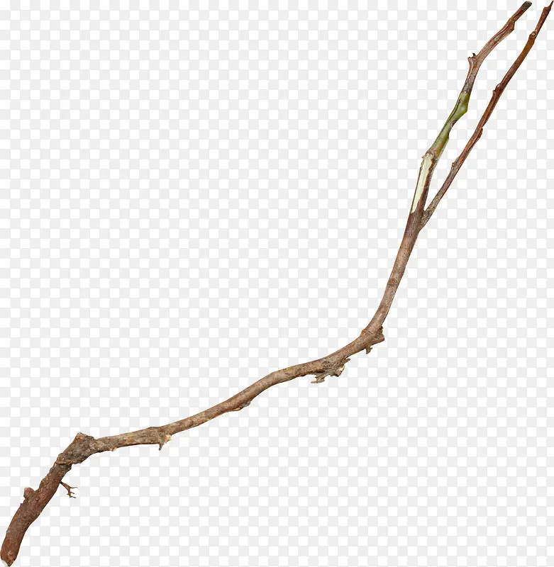 ��ɫ��֦-������