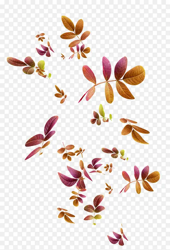 Ư��֦Ҷ-������