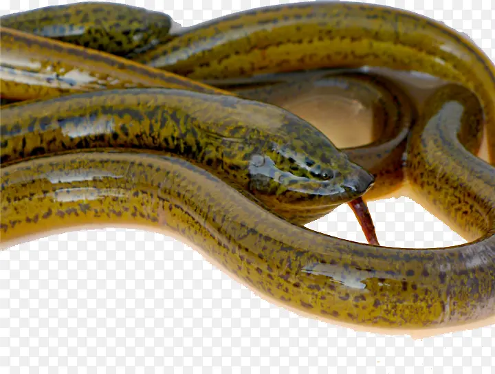 ����ͷ����-������