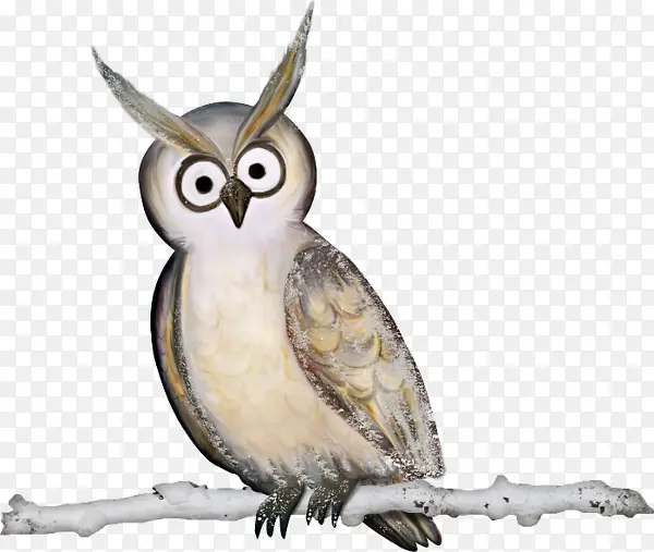 һֻèͷӥ-������