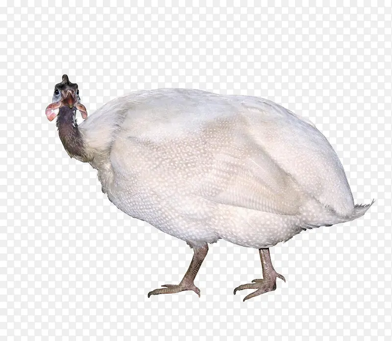 ��ɫ���鼦-������