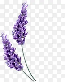 ޹�²��Ա����ʹ�������-������